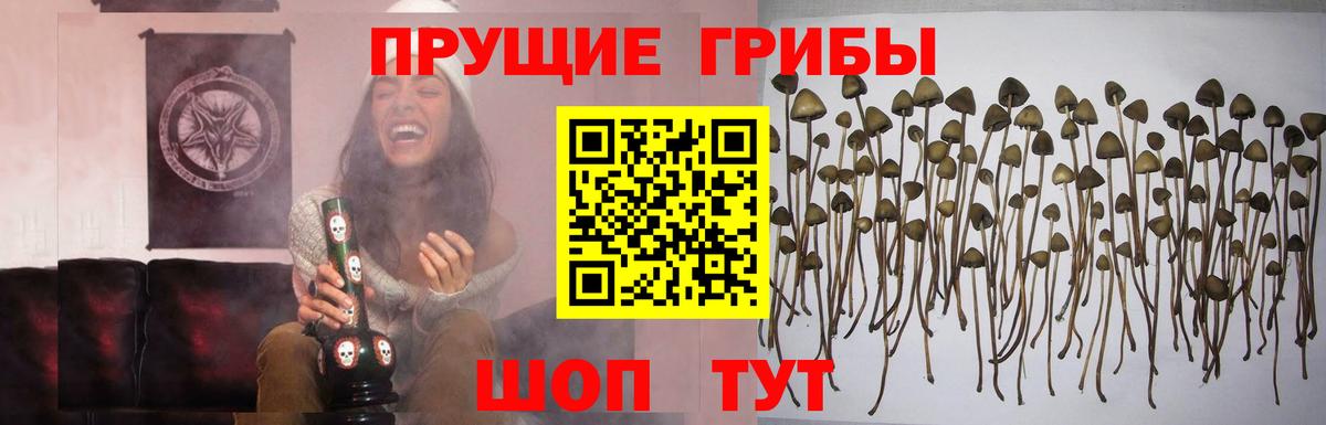 Псилоцибиновые грибы прущие грибы Курчалой